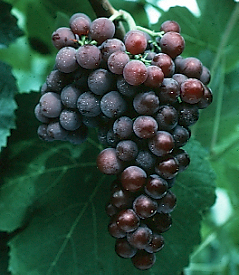 Einset Seedless grapes